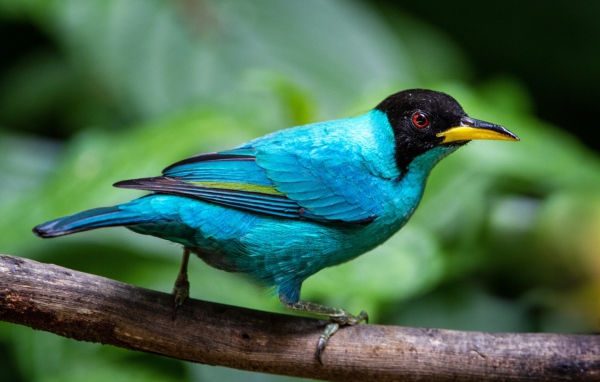 Голубой зеленый медонос сидит на ветке 