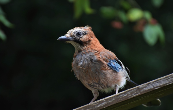 Коричневая сойка сидит на деревянной доске