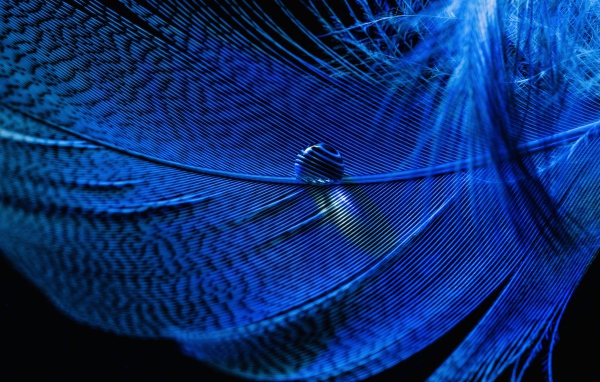 Капля росы на голубом перышке на черном фоне 