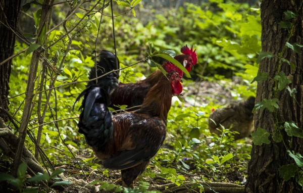 Домашние петухи гуляют в лесу