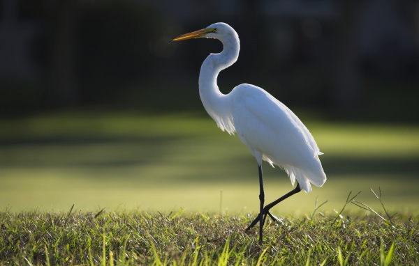 Белая цапля идет по зеленой траве