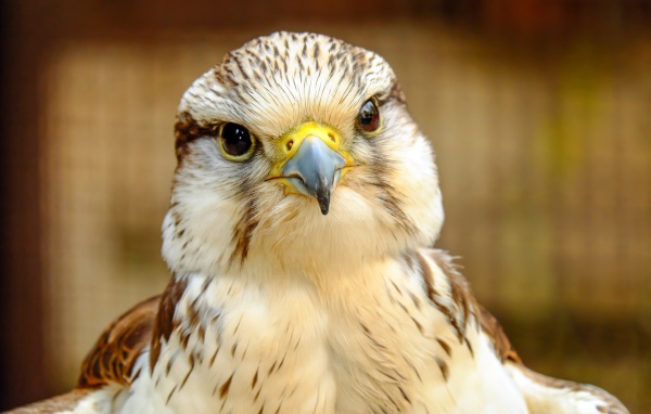 Голова сокола с острым клювом крупным планом