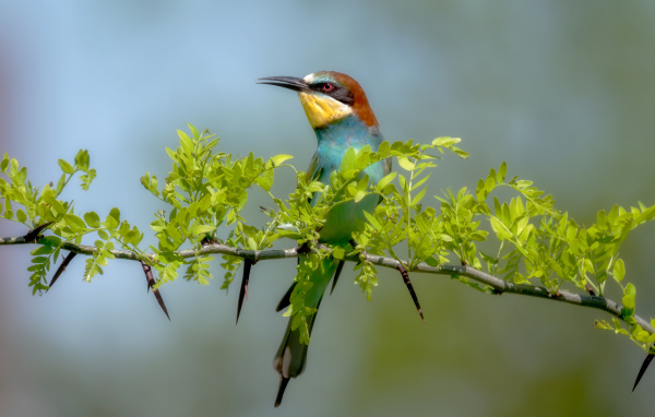 Золотистая щурка сидит на ветке с зелеными листьями 