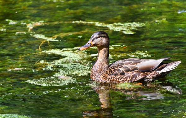 Серая утка плавает в озере 