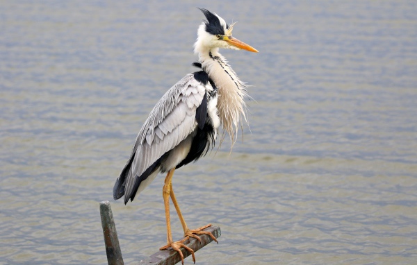 Серая цапля стоит на поручне на фоне воды