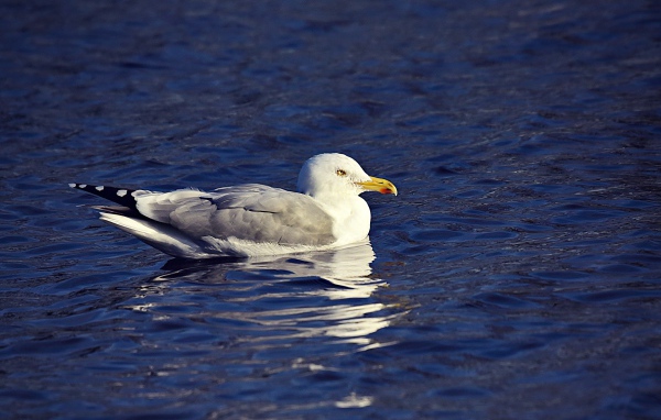 Серая чайка сидит в воде 
