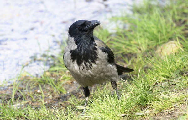 Большая серая ворона на зеленой траве