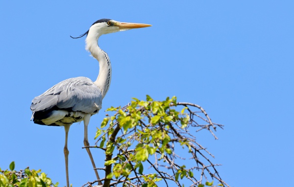 Большая цапля стоит на дереве на фоне голубого неба 