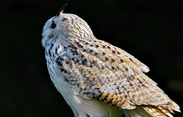 Большая белая сибирская сова на черном фоне