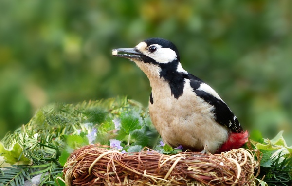 Большой дятел сидит в гнезде 