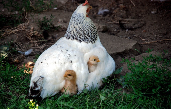 Курица наседка греет маленьких цыплят