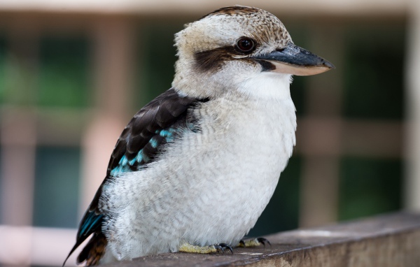 Птица Кукабара сидит на ветке дерева