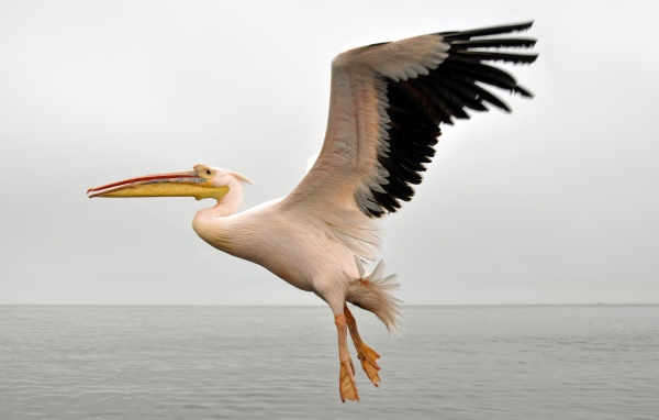 Большой пеликан с черными крыльями над водой 