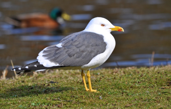 Большая чайка на траве у воды 