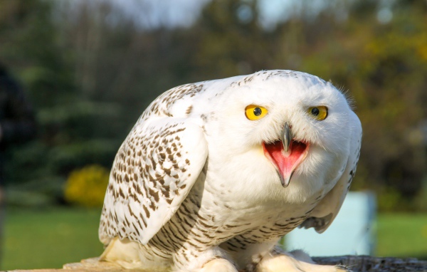 Большая снежная сова с открытым клювом 