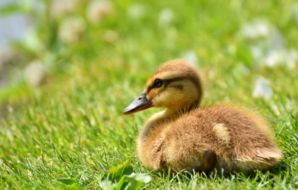 Маленький утенок лежит на зеленой траве 