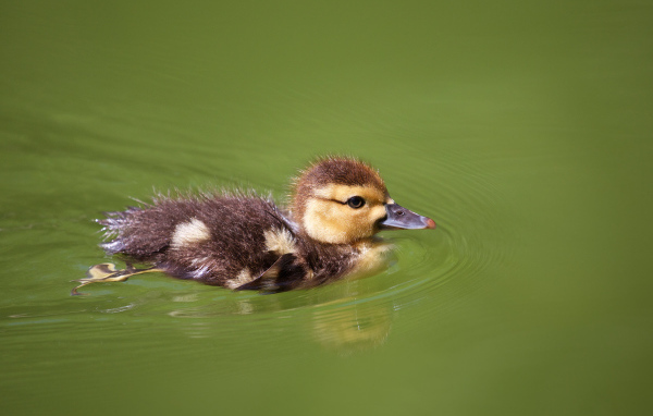Маленький утенок плавает в зеленой траве