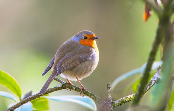 Маленькая хрупкая птичка Зарянка сидит на ветке