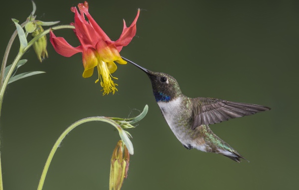 Маленькая птица колибри собирает нектар с водосбора