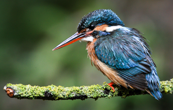 Маленький зимородок сидит на покрытой мхом ветке 