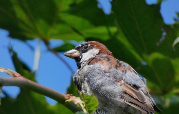 Маленький воробей сидит на ветке дерева