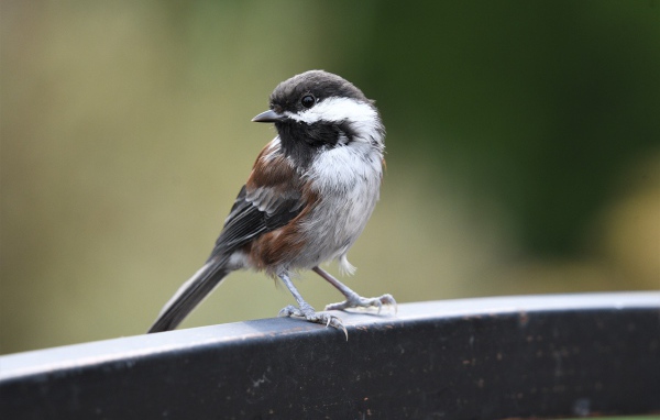 Маленький воробей сидит на перилах 