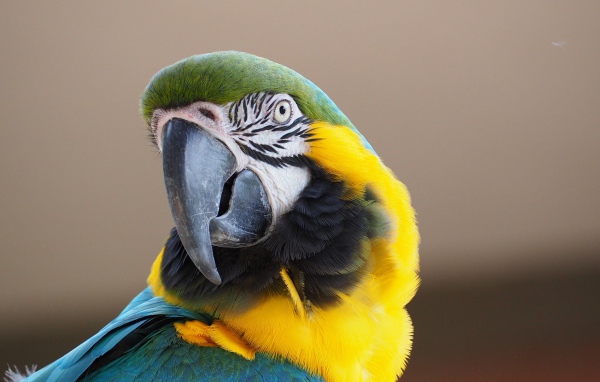 Голова попугая ара с острым клювом