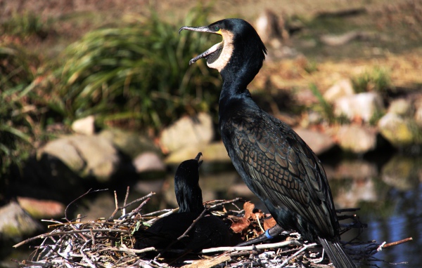 Горный баклан сидит на гнезде у пруда 
