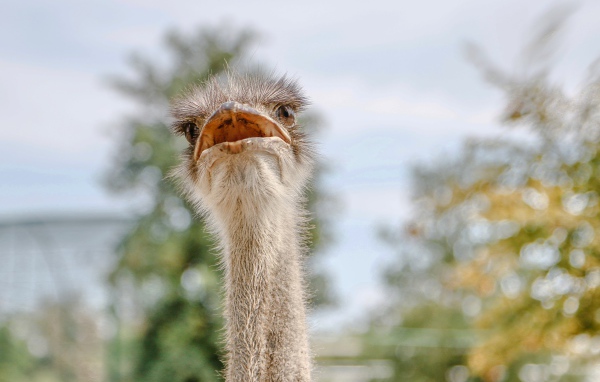 Голова страуса с открытым клювом 