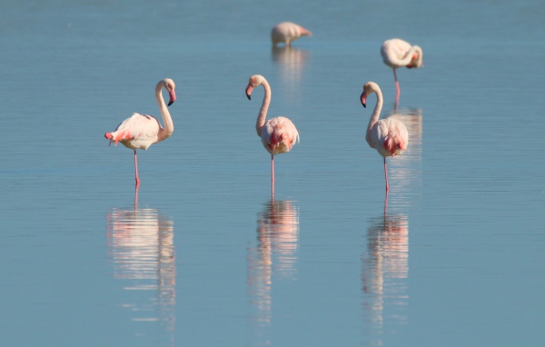 Розовые птицы фламинго стоят в воде 