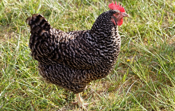 Рябая домашняя курица на зеленой траве