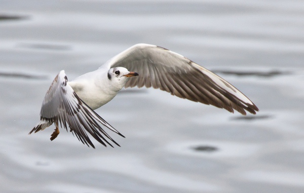 Чайка пролетает над водой