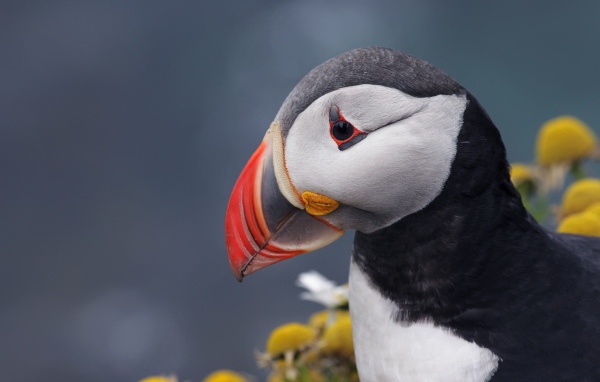 Острый клюв птицы тупик на сером фоне 