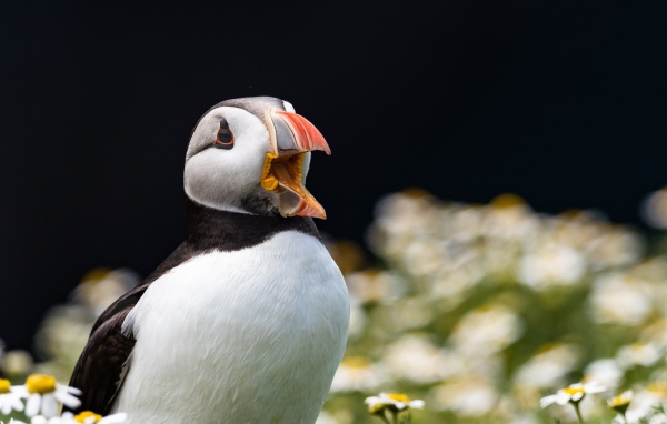Маленький тупик с открытым клювом