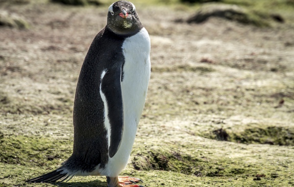 Большой пингвин стоит на земле 