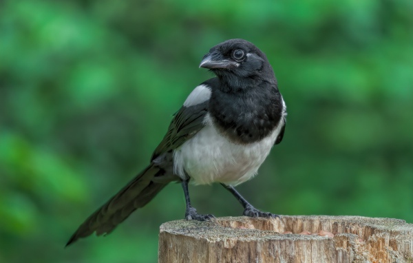 Большая сорока сидит на сухом пне