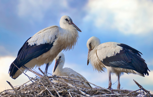 Три красивых аиста в гнезде 