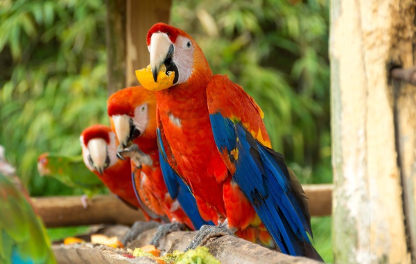 Три красных попугая ара сидит на ветке