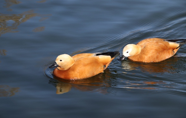 Две коричневые утки плавают в воде 