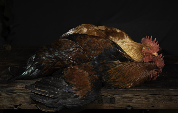 Два коричневых петуха на столе 