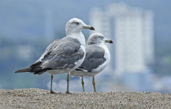 Два серых баклана сидят на земле 
