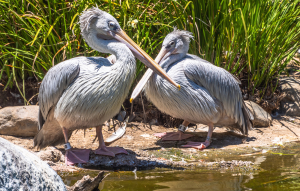 Два больших серых пеликана у воды 