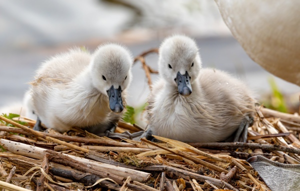 Два маленьких лебедя в гнезде 