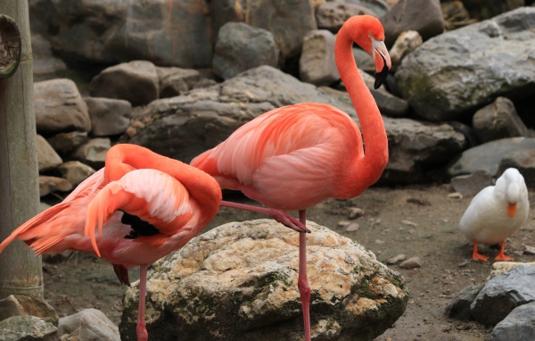 Two pink flamingos in the zoo by the stones