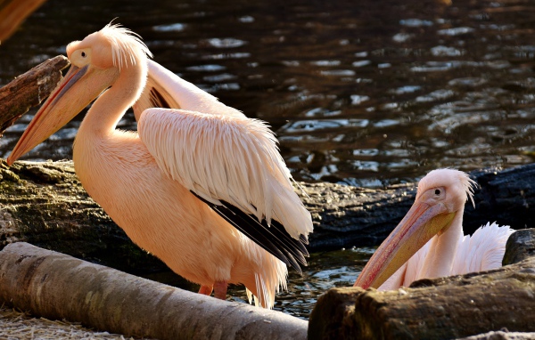 Два розовых пеликана у воды