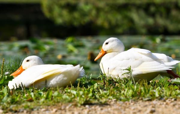 Две белые утки сидят на зеленой траве
