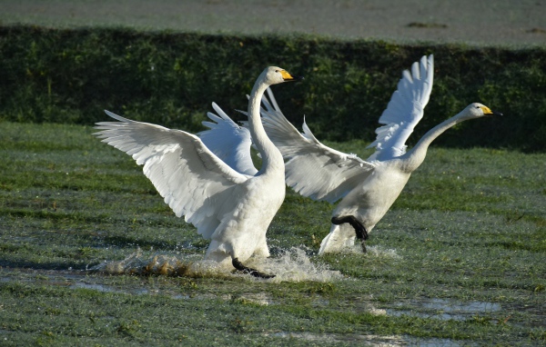 Два белых лебедя взлетают с воды