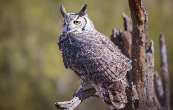 Виргинский филин сидит на ветке 