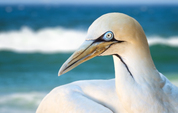 Белая капская олуша крупным планом
