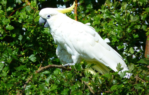 Белый какаду сидит на ветке дерева 